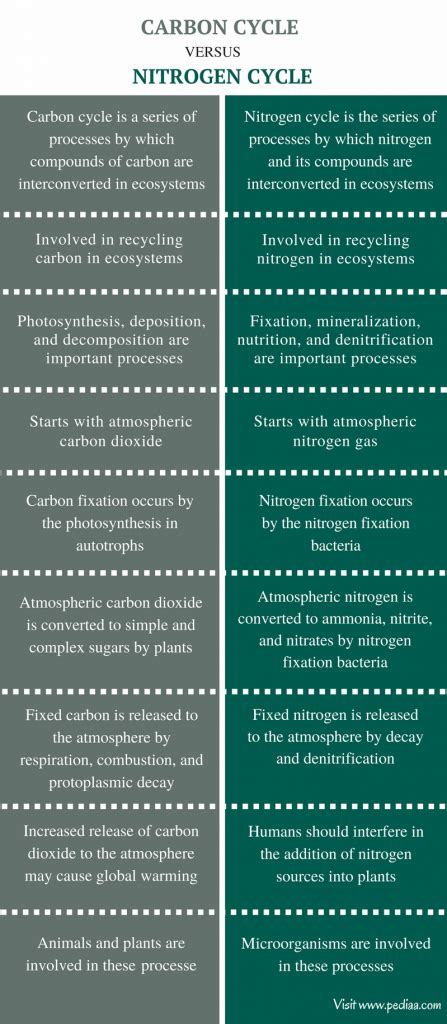 Difference Between Carbon and Nitrogen Cycle | Definition ...