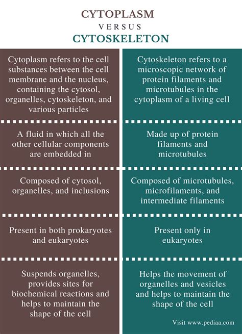 Difference Between Cytoplasm and Cytoskeleton | Definition ...