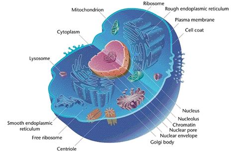 Difference Between Cytoplasm and Nucleoplasm | Definition ...