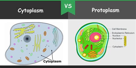 Difference Between Cytoplasm And Protoplasm | Core Differences