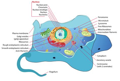 Difference Between Cytoplasm and Protoplasm | Protoplasm ...