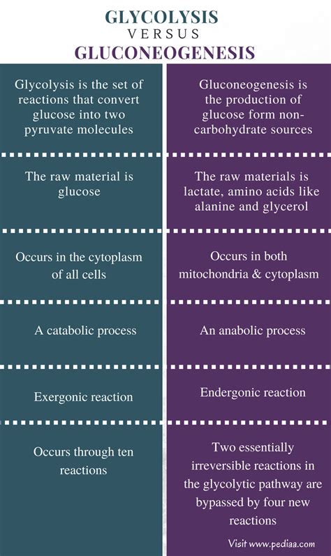 Difference Between Glycolysis and Gluconeogenesis ...