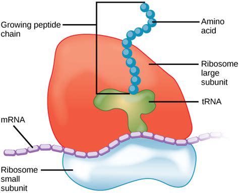 Difference Between Lysosome and Ribosome | Structure ...