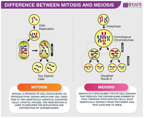 Difference Between Mitosis And Meiosis Are Explained In Detail