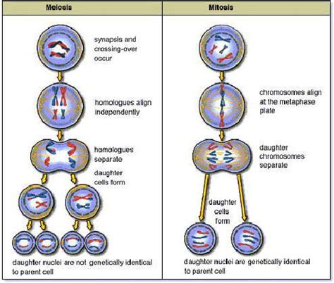 Difference between Mitosis and Meiosis   Mitosis vs ...