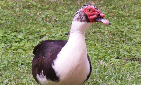 Different domestic duck breeds of you should be informed ...
