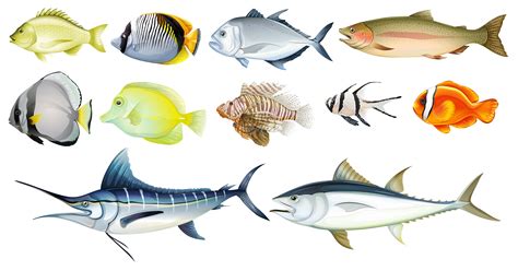 Different fishes   Download Free Vector Art, Stock ...