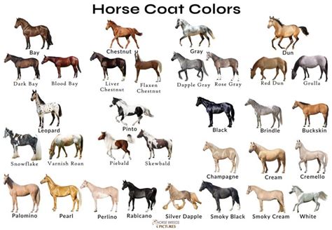 Different Horse Colors with Pictures | HorseBreedsPictures.com | Horse ...