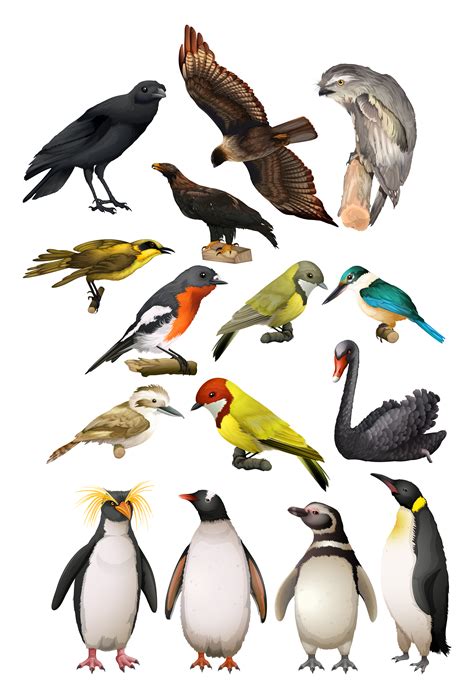 Different kind of birds   Download Free Vector Art, Stock ...