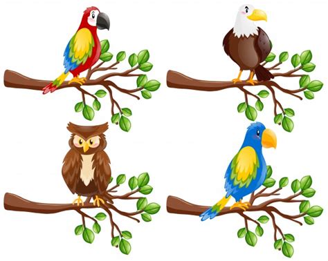 Different kinds of birds on the branch Vector | Free Download