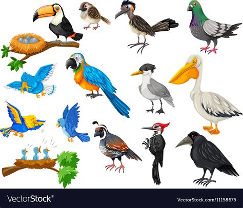 Different kinds of birds set Royalty Free Vector Image