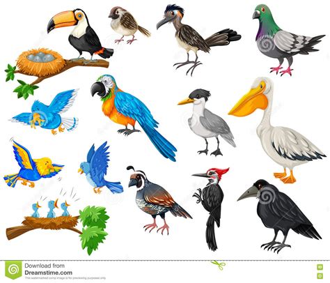 Different Kinds Of Birds Set Stock Vector   Illustration ...