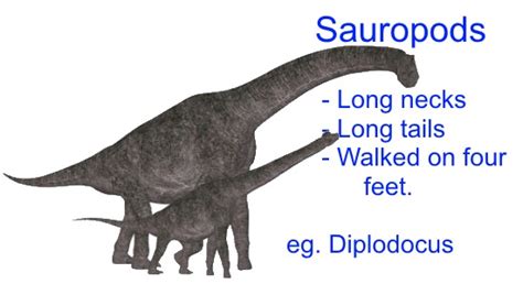 Different kinds of dinosaurs