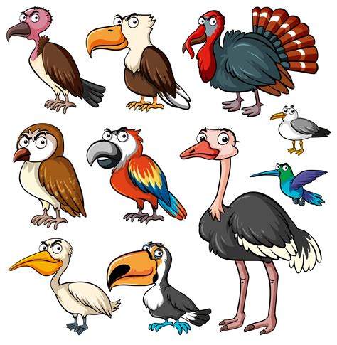 Different kinds of wild birds   Download Free Vectors ...