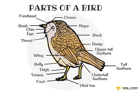 Different Parts Of A Bird In English | Bird Anatomy   7 E S L