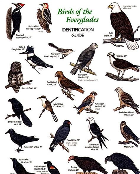 Different Types Hawk Birds Names | Cloudberry Cake ...
