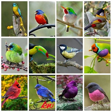 Different types of beautiful Birds. | Beautiful Other ...