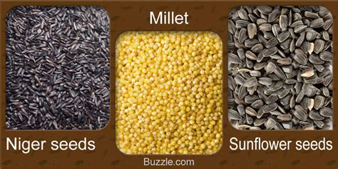 different types of bird seed