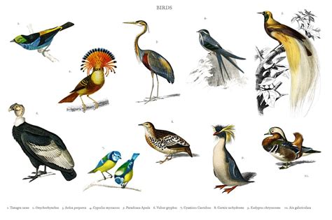 Different types of birds  PSD  ~ Animal Photos ~ Creative ...
