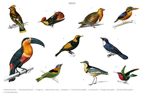 Different types of birds  PSD  ~ Animal Photos ~ Creative ...