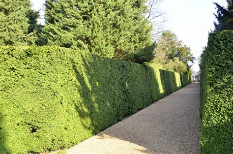 Different Types of Hedges  with Pictures  | eHow