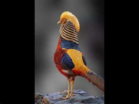 Different types of pheasant birds +923459442750 Zain Ali ...