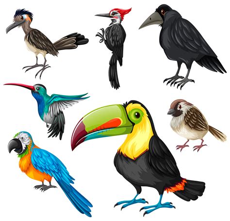 Different types of wild birds   Download Free Vector Art ...