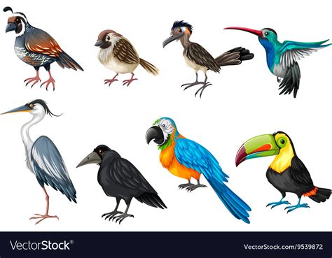Different types of wild birds Royalty Free Vector Image