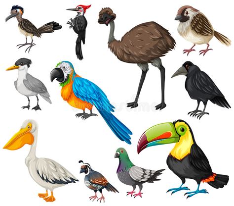 Different Types Of Wild Birds Stock Vector   Illustration ...