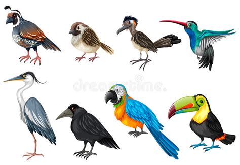 Different Types Of Wild Birds Stock Vector   Illustration ...