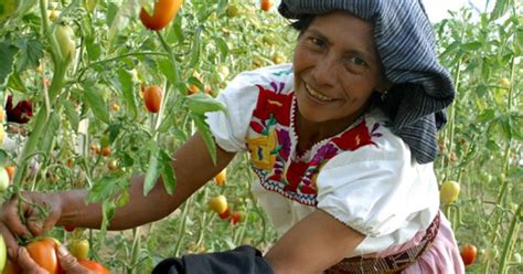 Dignifican la horticultura Pueblos Indígenas en Sinaloa   TBN