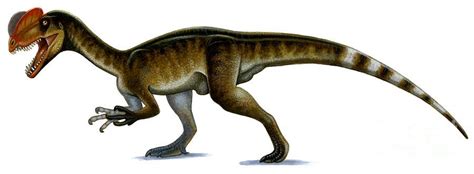 Dilophosaurus: Características, Comportamiento y Más ...