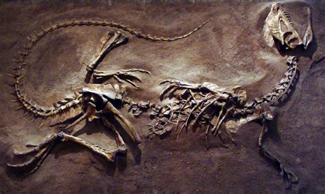 Dilophosaurus   Wikiwand
