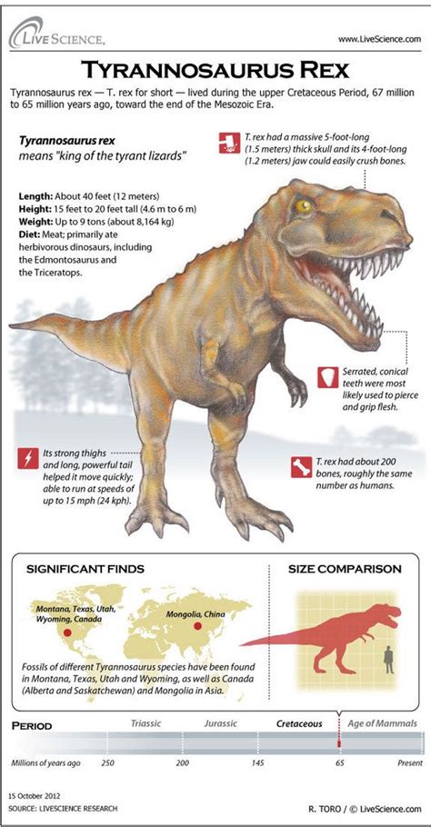 Dinosaur Profile: Tyrannosaurus Rex  Infographic  | Facts ...