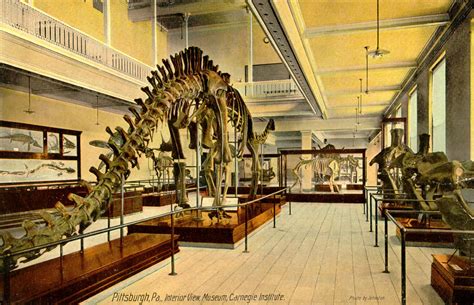 Dinosaur Skeletal Reconstruction Prehistoric Animal Bones   Diplodocus ...