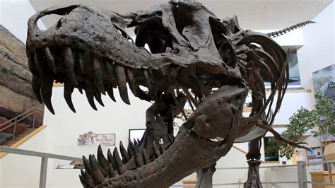Dinosaur skeleton auctions mean that important fossils are ...