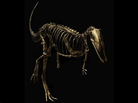 Dinosaur skeletons captured in stunning detail | The ...