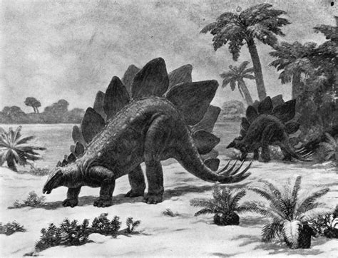 Dinosaur Stegosaurus Na Stegosaurus Of The Late Jurassic ...