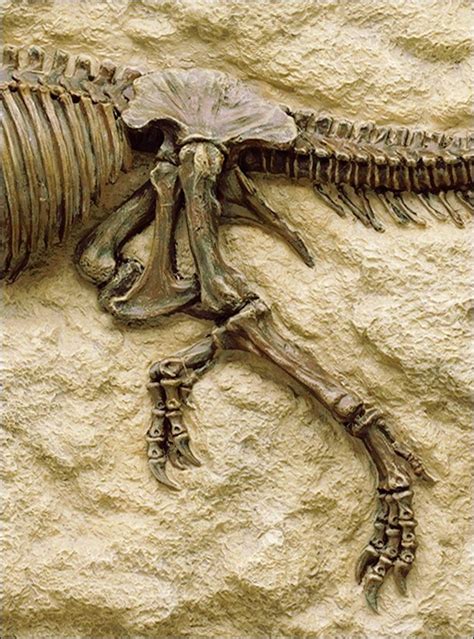 Dinosaurio Tiranosaurus Rex Esqueleto Enmarcado Fosil ...
