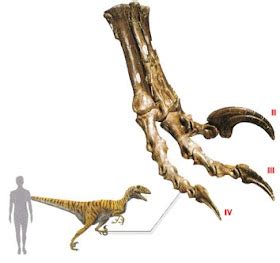 Dinosauriomanía, lo que querías saber de los dinosaurios: Deinonico, el ...