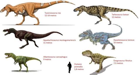 Dinosaurios carnívoros   nombres y características ...