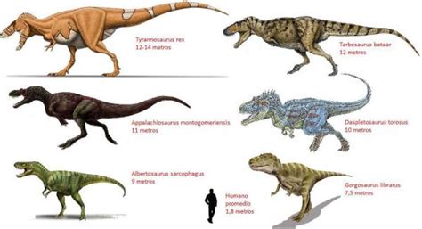 Dinosaurios carnívoros   nombres y características