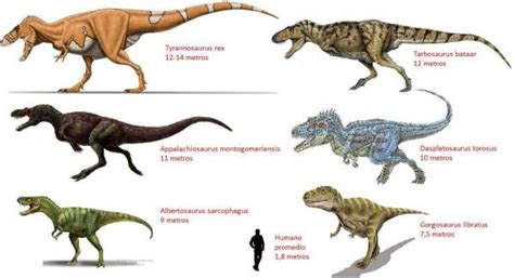 Dinosaurios carnívoros   nombres y características | Nombres de ...