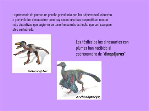 Dinosaurios con plumas