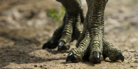 Dinosaurios: estos son los siete animales prehistóricos ...