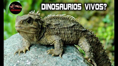 DINOSAURIOS REALES: Dinosaurios vivos reales. ¿Dinosaurios ...