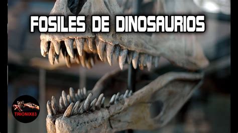 Dinosaurios reales: FOSILES DE DINOSAURIOS – HUESOS DE ...