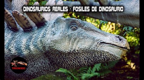 DINOSAURIOS REALES: Huesos de dinosaurios reales – Fosiles ...