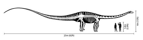 dinosauriosdecerca: DIPLODOCUS