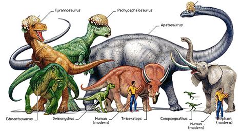 Dinosaurs types, Facts | Museum   Dinosaur news